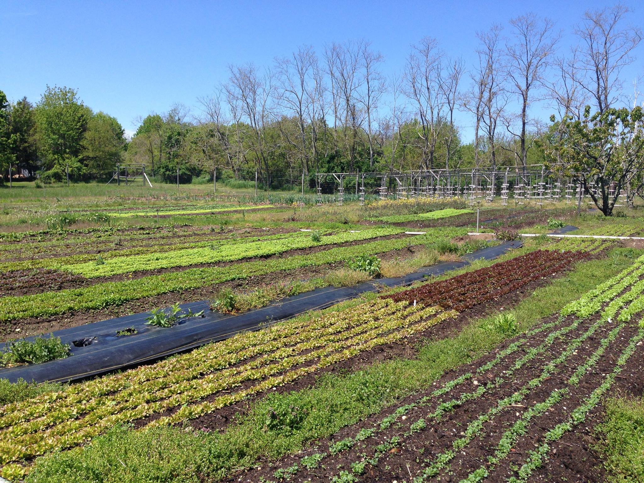 KK’s The Farm and the Biodynamic Agriculture